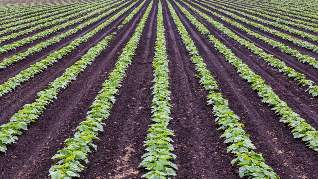La universidad isabel i premia el prototipo de ia para monitorización de cultivos desarrollado por el ingeniero de amatech group, jon ander oribe
