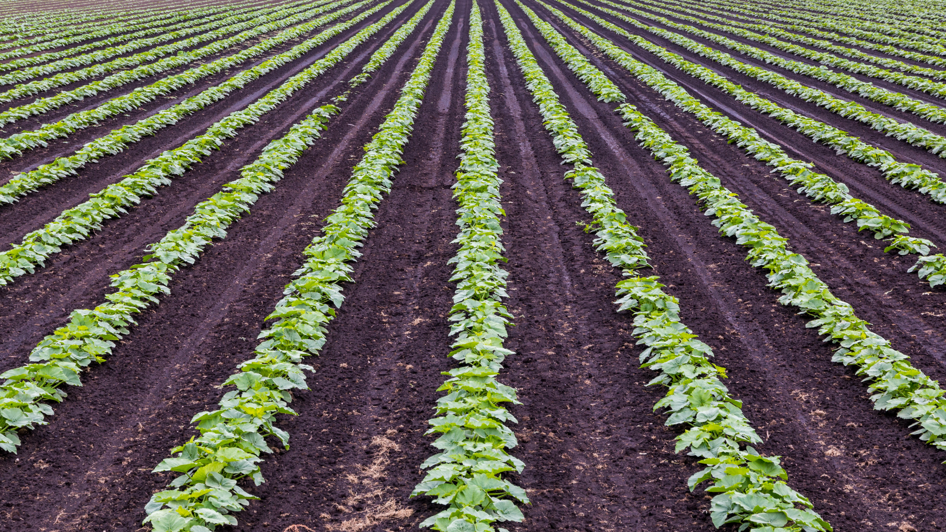 La universidad isabel i premia el prototipo de ia para monitorización de cultivos desarrollado por el ingeniero de amatech group, jon ander oribe