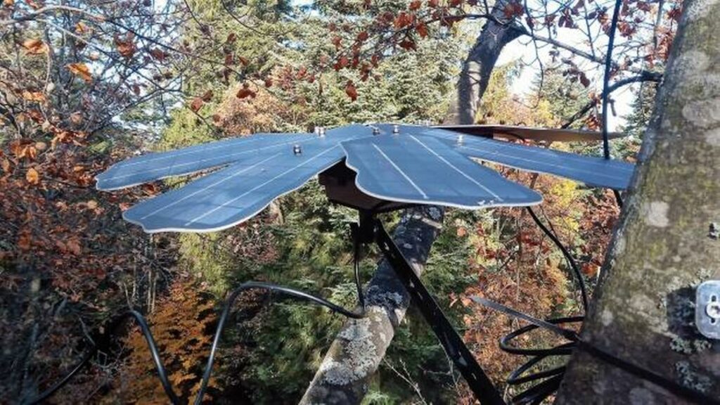 Salvando a las ardillas rojas con IA y computación en la nube